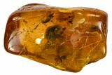 Fossil Fly (Diptera) In Baltic Amber #109515-1